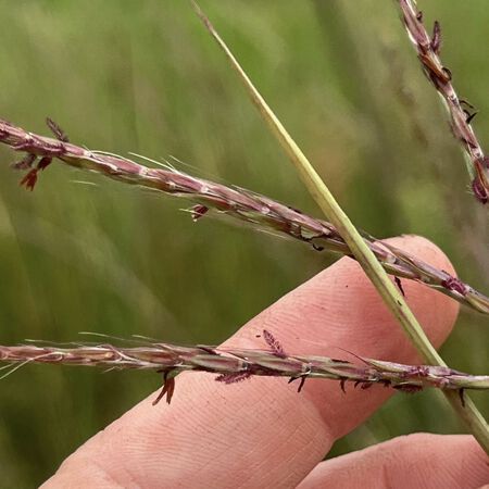 Big Bluestem, Ornamental Grass Seed - Packet image number null